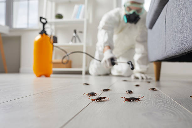 Commercial Kitchen Cockroach Control in Bromley